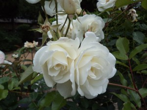 ICEBERG (floribunda)